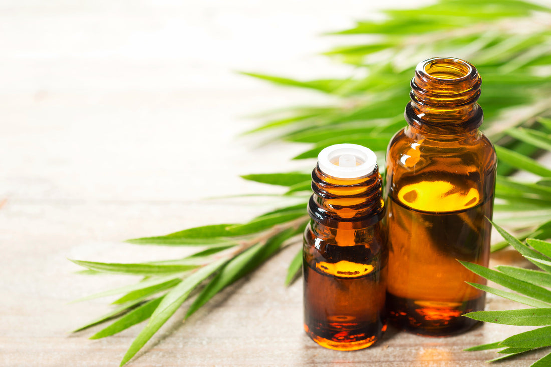 How does Tea Tree Oil benefit hair?