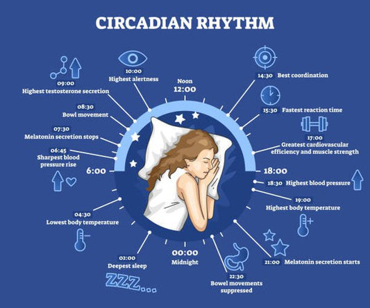 How does our circadian rhythm affect our food choices and eating habits?
